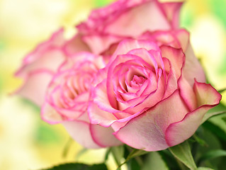 Image showing fresh pink roses 