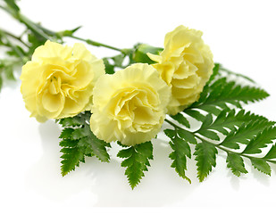 Image showing Yellow carnation flowers