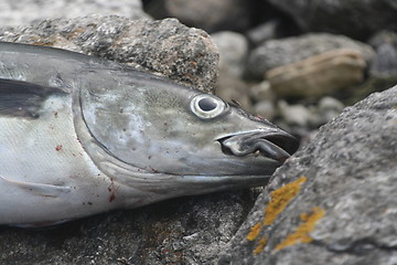 Image showing dead fish