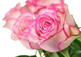 Image showing pink roses