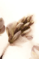 Image showing Frozen flowers. blossoms in the ice cube