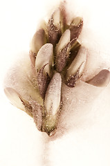 Image showing Frozen flowers. blossoms in the ice cube