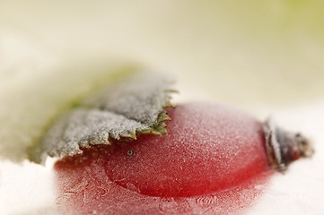 Image showing Frozen rose hips