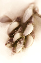 Image showing Frozen flowers. blossoms in the ice cube