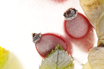 Image showing Frozen rose hips