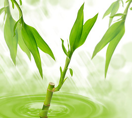 Image showing Bamboo in a water 