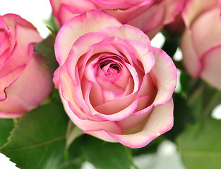 Image showing fresh pink roses close up