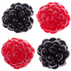 Image showing Four raspberry and blackberry