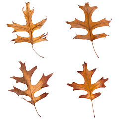 Image showing Four fall leaves