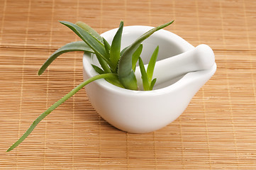 Image showing Aloe vera - herbal medicine 