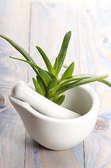 Image showing Aloe vera - herbal medicine 