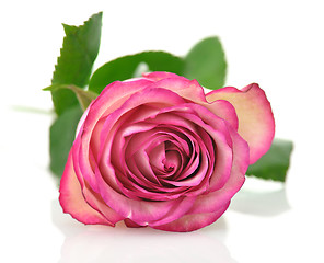 Image showing pink rose 