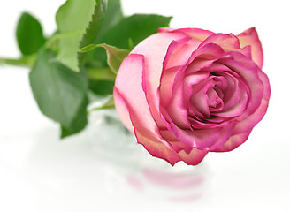 Image showing pink rose