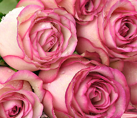 Image showing pink roses 