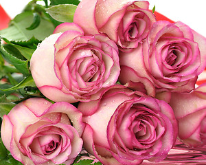 Image showing pink roses 