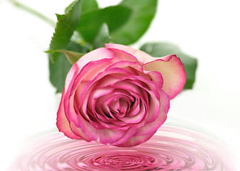 Image showing pink rose 