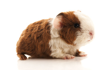 Image showing baby guinea pig