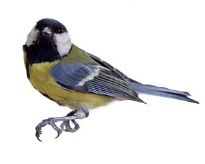 Image showing Great Tit, Parus Major