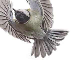 Image showing Great Tit, Parus Major 2