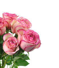 Image showing pink roses 