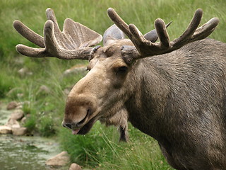 Image showing elk