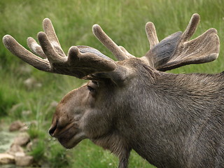 Image showing wild elk