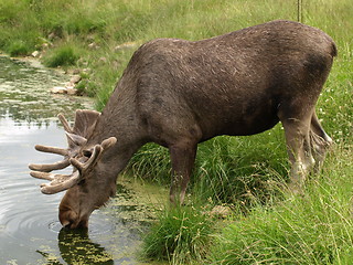 Image showing elk 