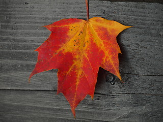 Image showing autumn leaf