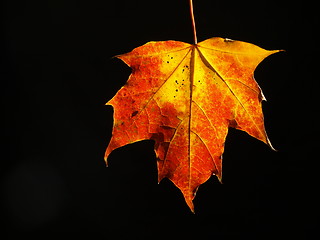 Image showing autumn leaf 