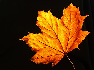 Image showing maple leaf