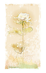 Image showing vintage white rose