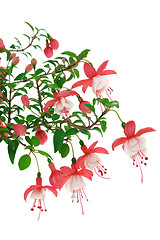 Image showing Fuchsia flowers over white background