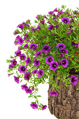 Image showing Petunia, Surfinia flowers on tree trunk over white background