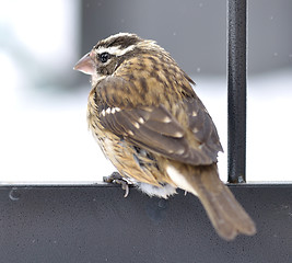 Image showing Sparrow in a winter 