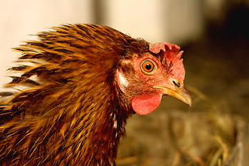 Image showing chicken