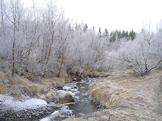 Image showing white forest