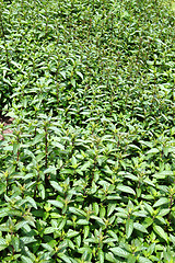 Image showing mint field
