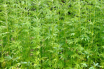 Image showing detail of marijuana field 