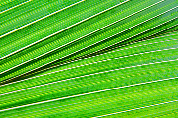 Image showing green leaf texture