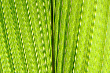 Image showing green leaf texture