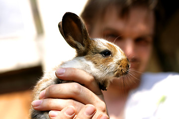 Image showing young rabbit 