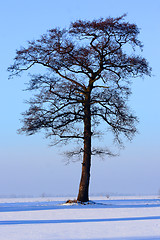 Image showing tree in the witer