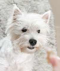 Image showing West highland white terrier