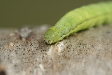 Image showing caterpillar