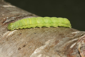 Image showing green caterpillar