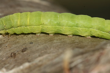 Image showing green feets