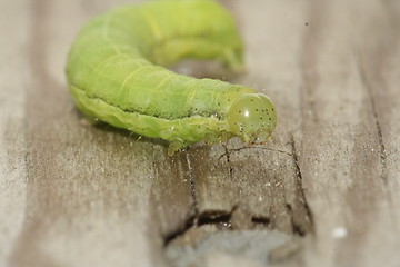 Image showing caterpillar green