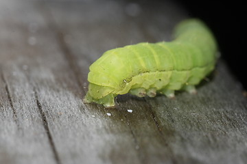 Image showing caterpillar walking away