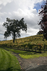 Image showing Vineyard