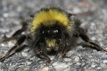 Image showing bumble